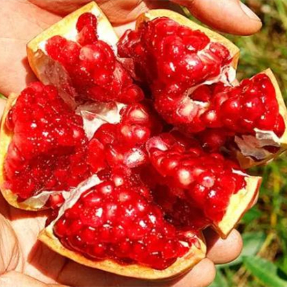 吃石榴吐籽還是不吐，吃石榴的好處與壞處