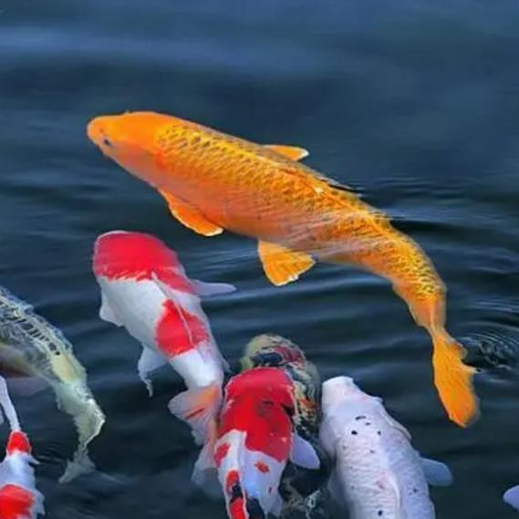 錦鯉一般養(yǎng)幾條最吉利，錦鯉魚飼養(yǎng)方法