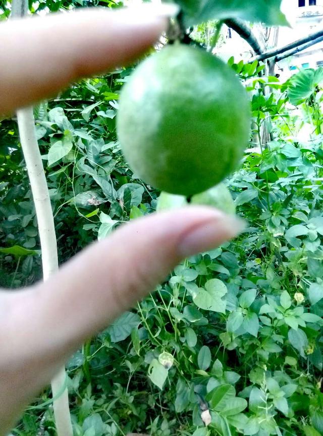 果汁之王，百種香味，美容養(yǎng)生之果，你們知道嗎？