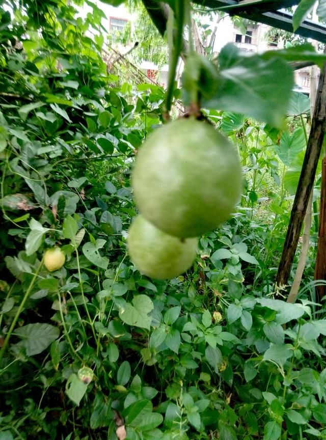 果汁之王，百種香味，美容養(yǎng)生之果，你們知道嗎？
