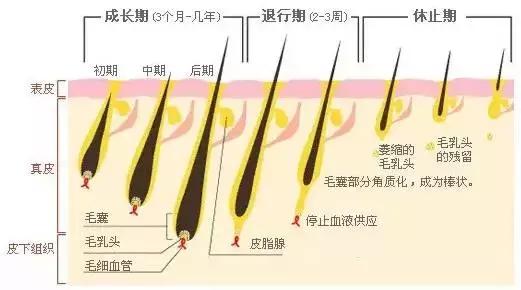 脫毛全攻略（拯救脫毛小白）