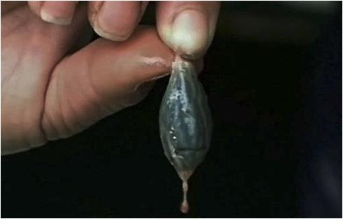 吃魚吃什么，你不知道的