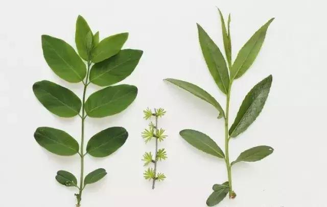 樹葉為什么會隨季節(jié)變化而變色？