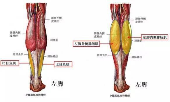干貨丨想要瘦小腿，你真的做對(duì)了嗎