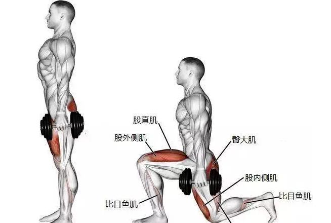 弓步蹲和深蹲哪個效果好，深蹲和弓步蹲有什么區(qū)別