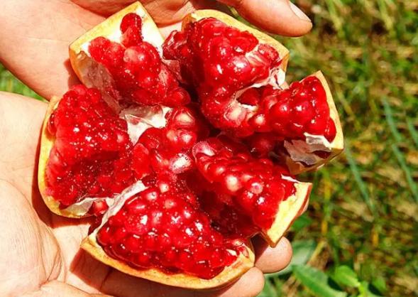 吃石榴吐籽還是不吐，吃石榴的好處與壞處