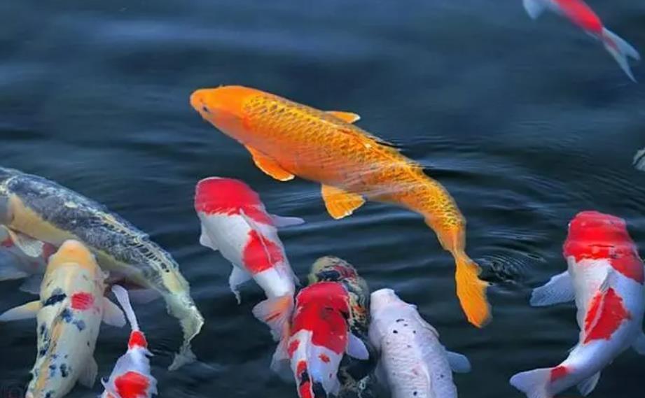 錦鯉一般養(yǎng)幾條最吉利，錦鯉魚飼養(yǎng)方法