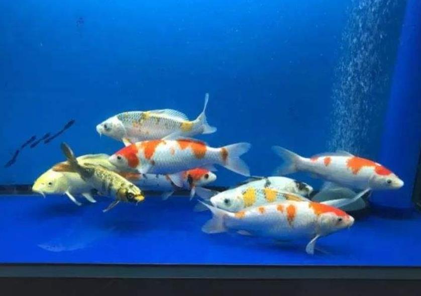 錦鯉一般養(yǎng)幾條最吉利，錦鯉魚飼養(yǎng)方法