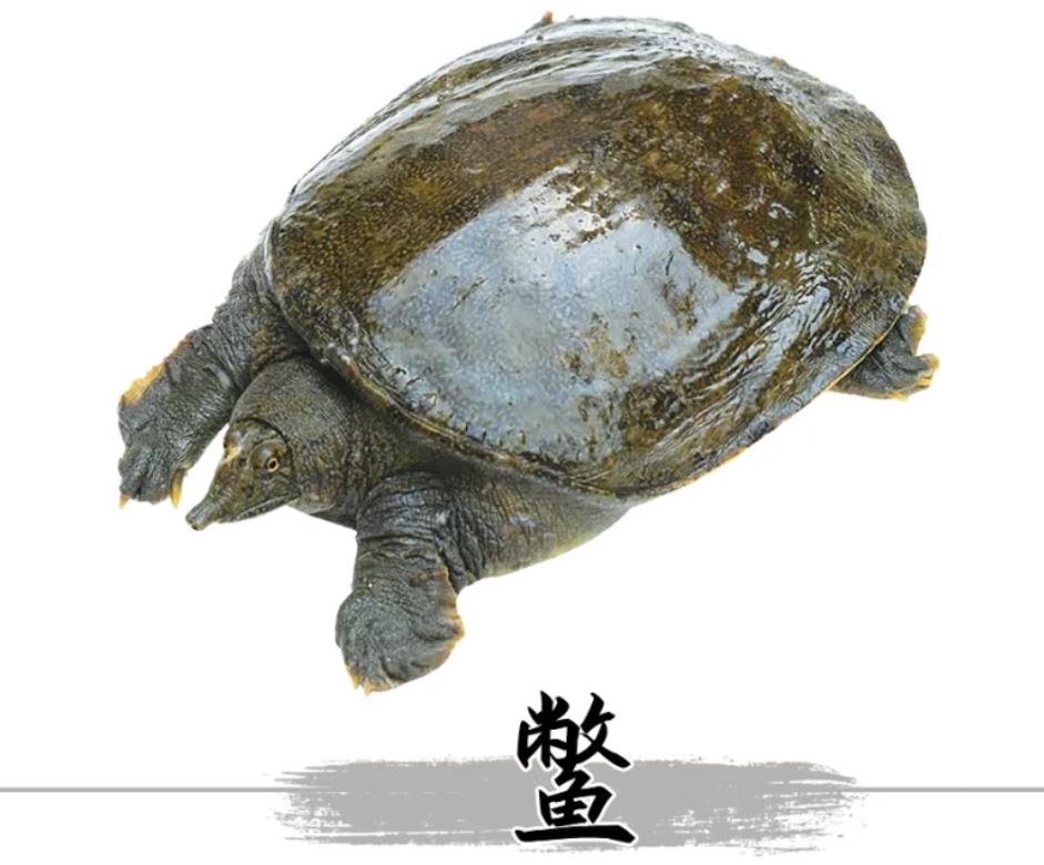 山瑞和甲魚的區(qū)別